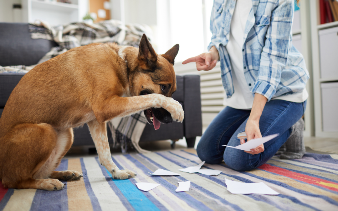 ¿Debo regañar a mi perro?